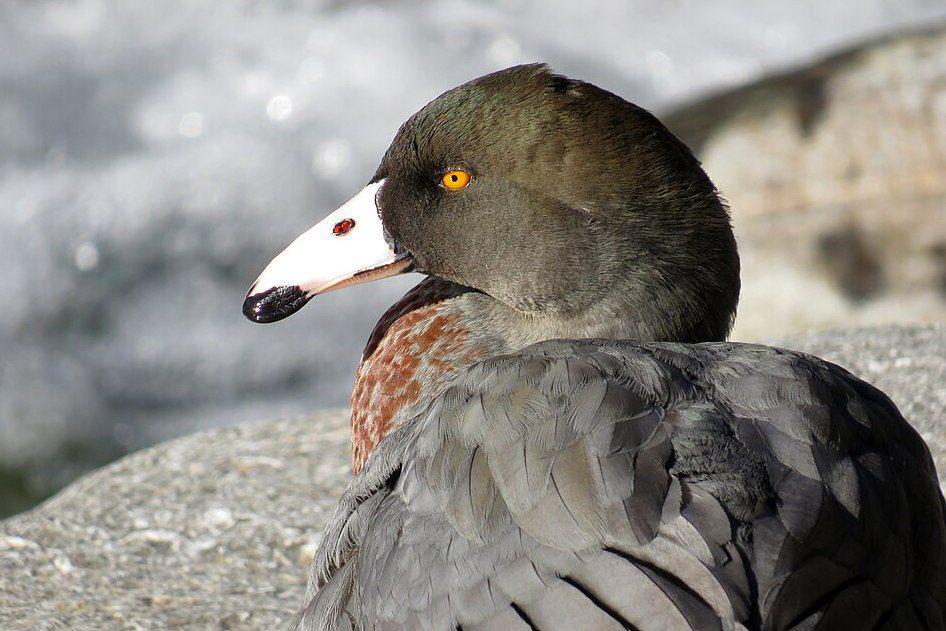 7 Fakta Unik Blue Duck, Bebek Selandia Baru yang Punya Bibir