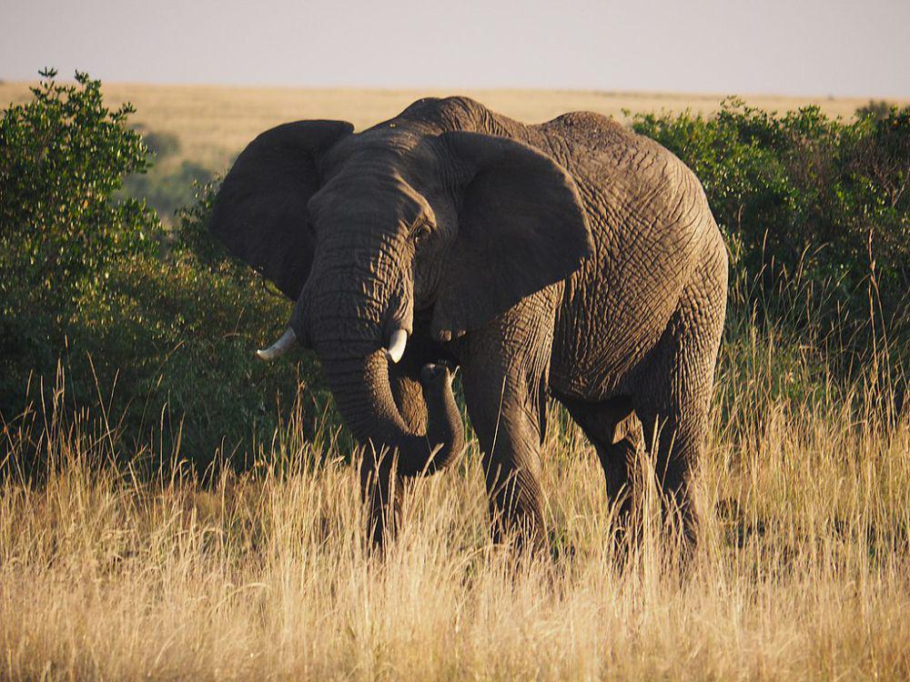 5 Fakta Gajah Semak Afrika, Mamalia Raksasa dengan Bobot Tubuh 6 Ton