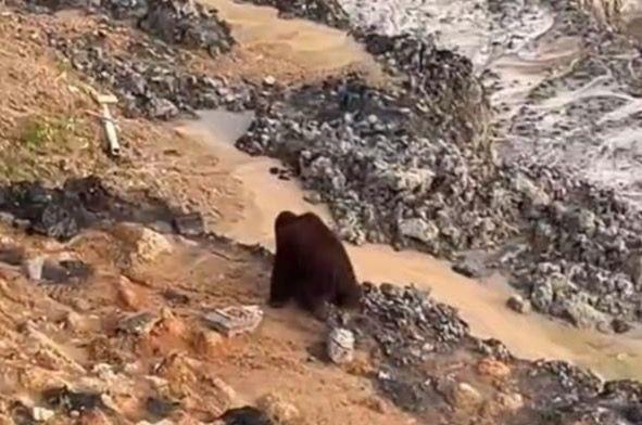 Orangutan Masuk Kawasan Tambang, BKSDA Kaltim Lakukan Pencarian