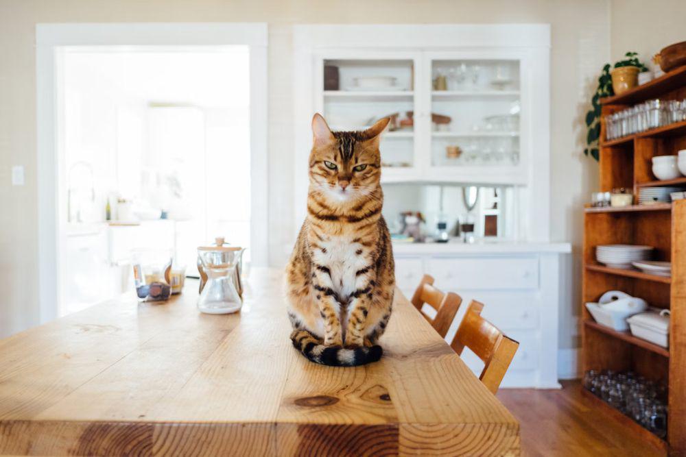 5 Hal Unik yang Kucing Lakukan saat Kamu Gak di Rumah, Penasaran?