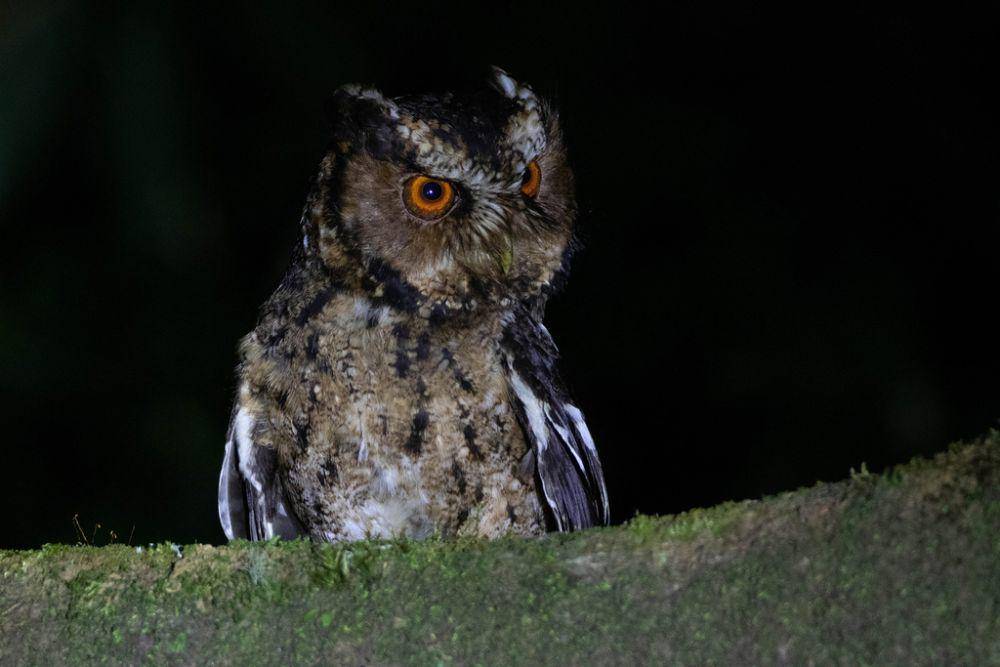 Celepuk jawa (inaturalist.org/khalebyordan)