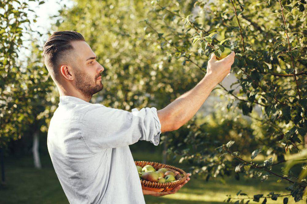 ilustrasi orang yang sedang memetik buah di kebun (pexels.com/Gustavo Fring)