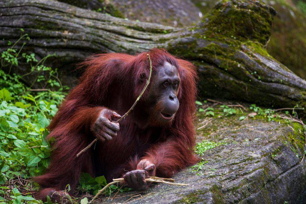 Orang utan Kalimantan memakan kulit pohon (pexels.com/Klub Boks)