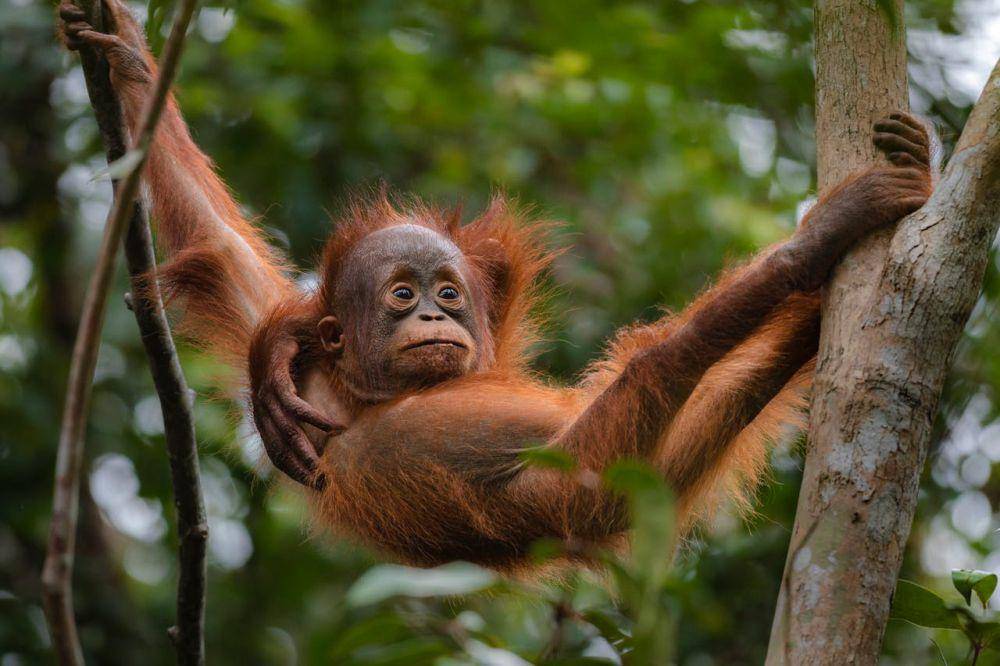 Orang utan Kalimantan bergelantungan di pohon (pexels.com/Florian Kriechbaumer)
