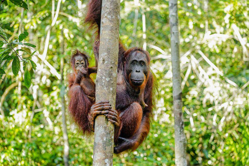 Orang utan Kalimantan betina bersama anaknya (pexels.com/Noel Snpr)