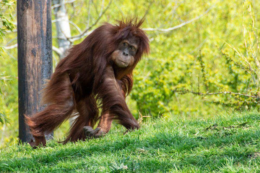 Ciri morfologi Orang utan Kalimantan (pexels.com/David Atkins)
