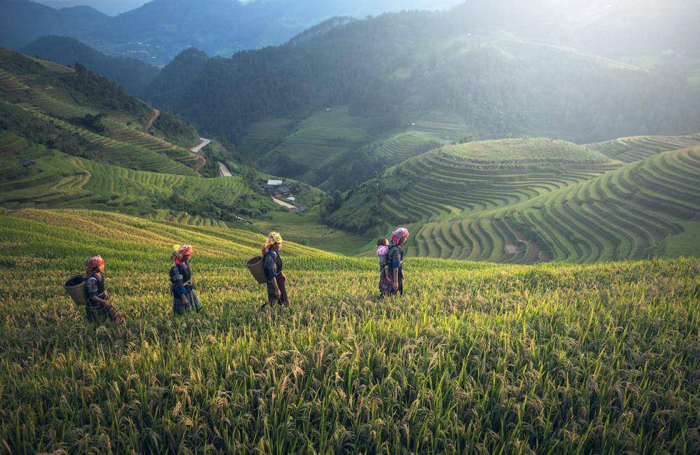 ilustrasi keindahan alam perkebunan (pexels.com/Pixabay)