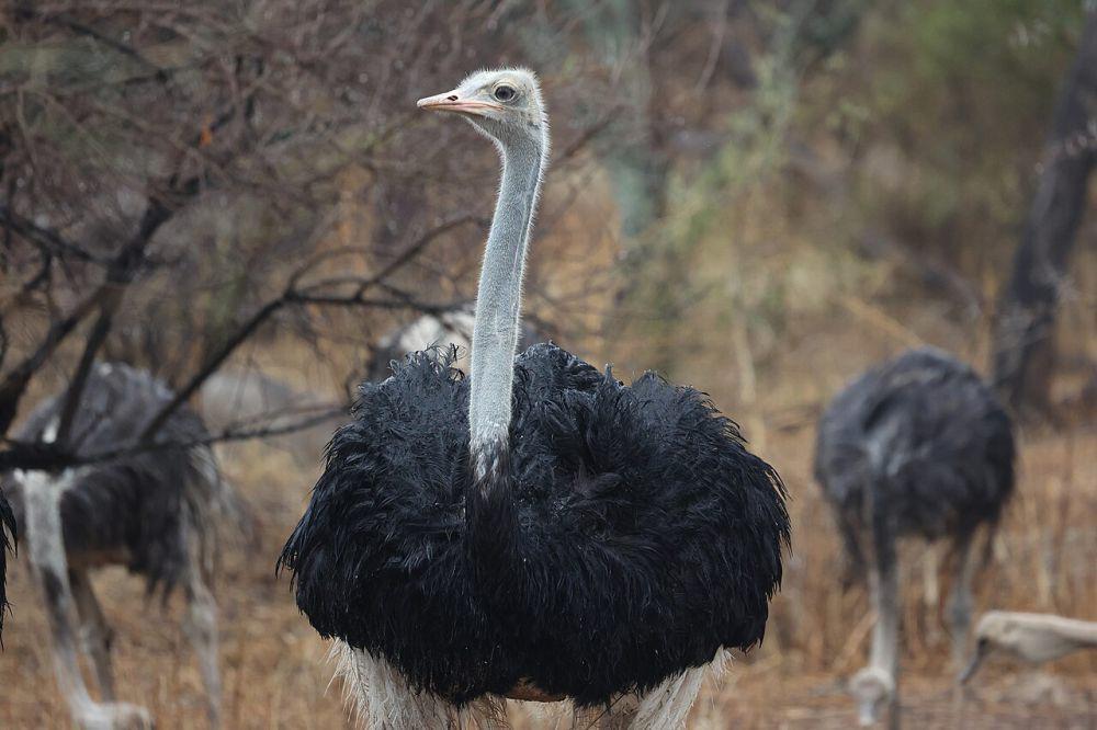 5 Fakta Unik Burung Unta Somalia, Tak Bisa Terbang Tapi Larinya Gesit!