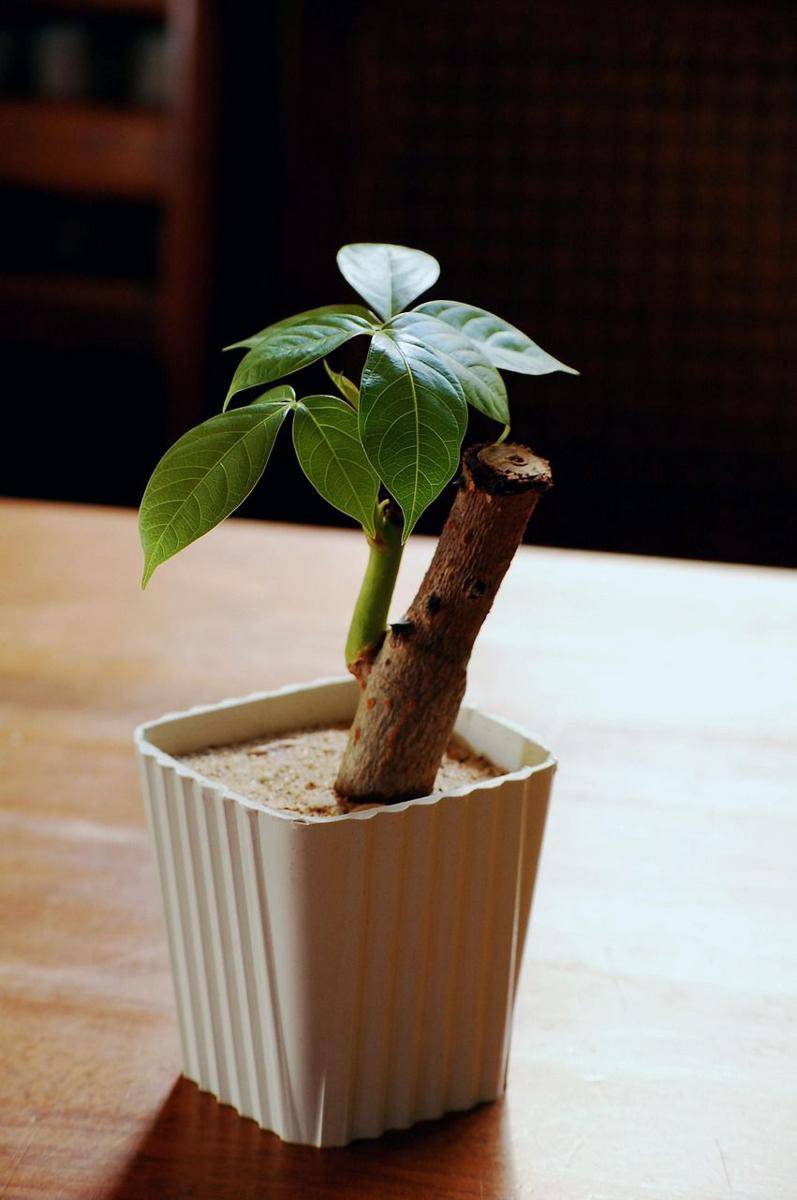 Bonsai pohon uang. Pixabay/Cool2compute