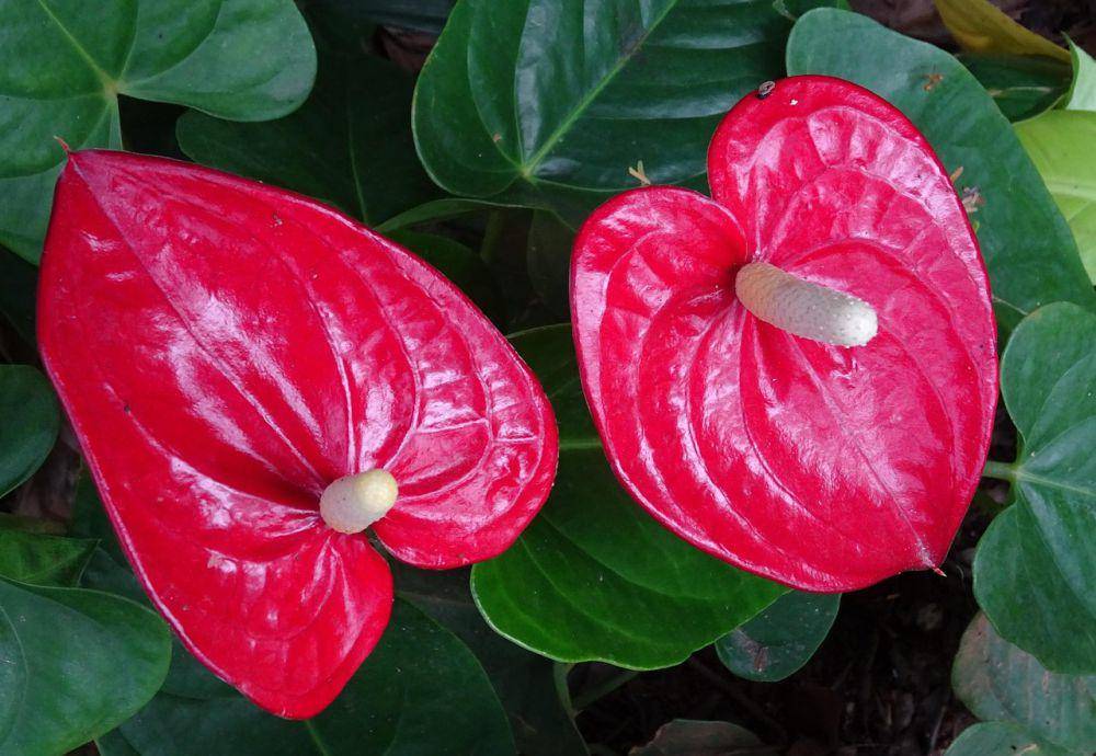 Tanaman hias anthurium mickey. Pixabay/Sarangib