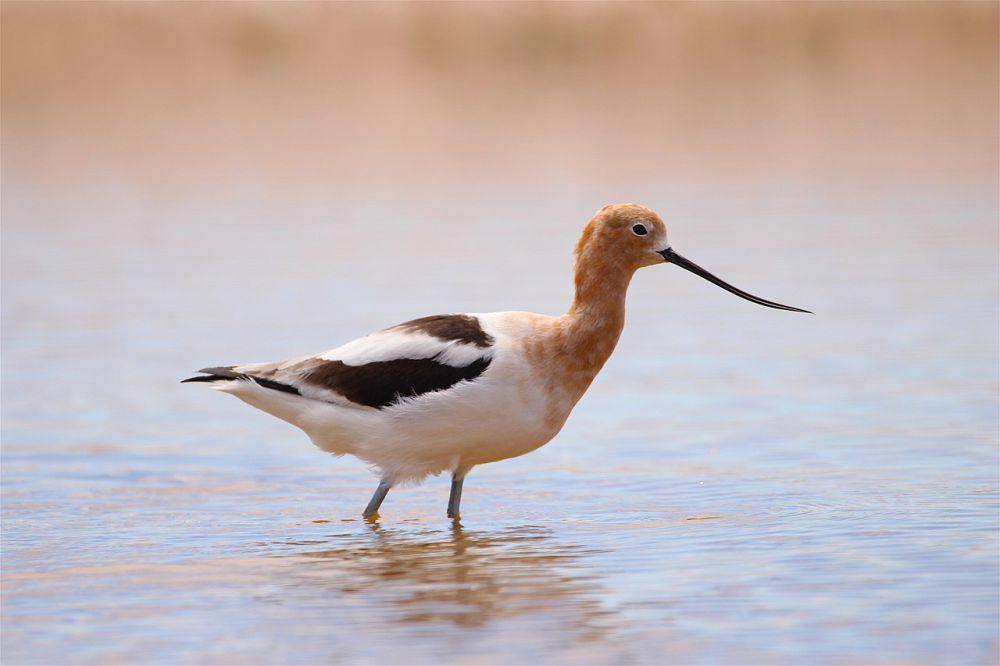 Avocet (commons.wikimedia.org/Andy Witchger)