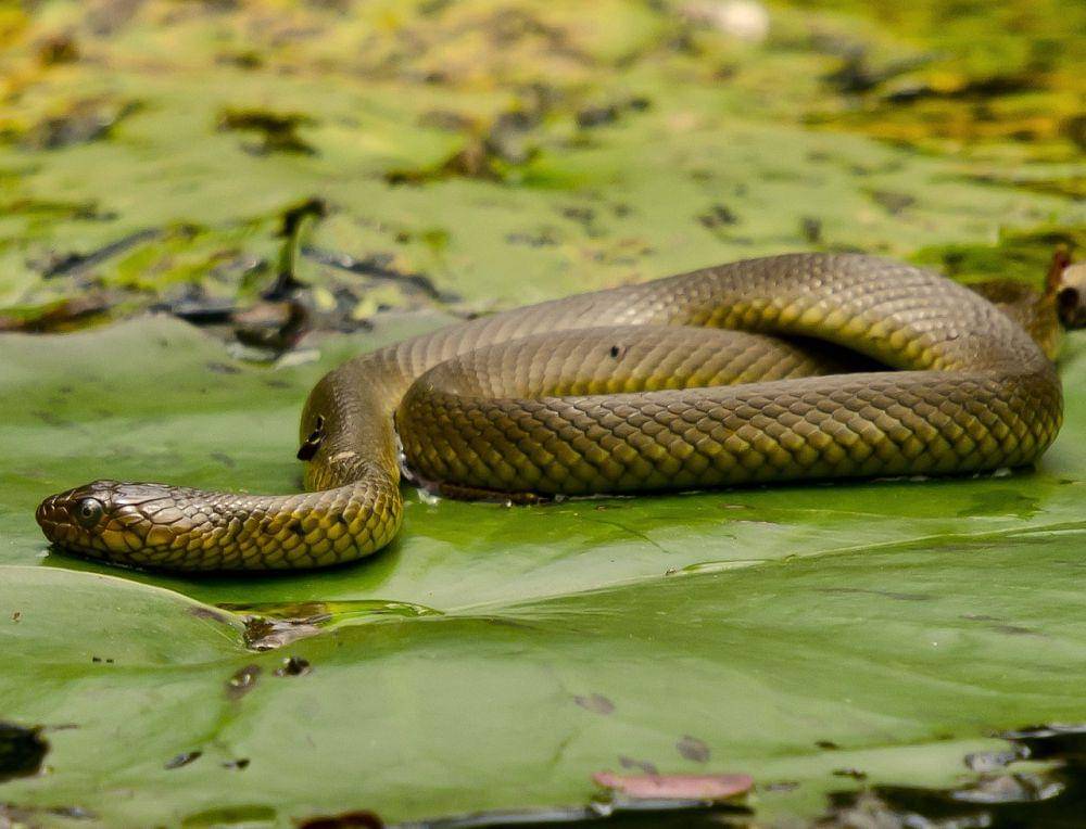 Ular Ksyushani sikishdi