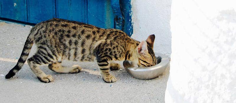 Ilustrasi kucing sedang makan (unsplash.com/Hans Reniers)