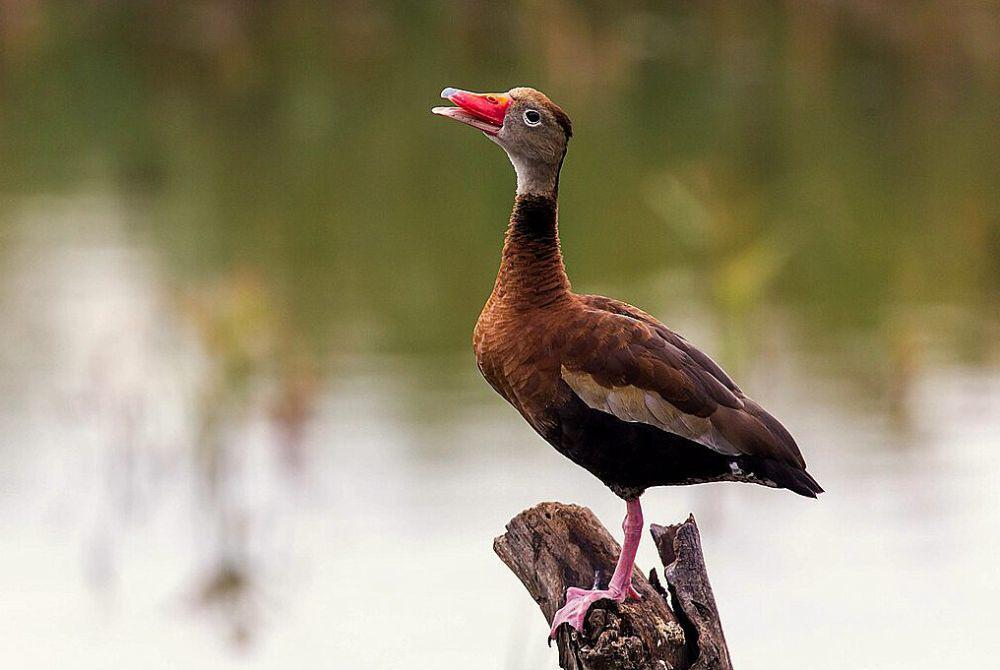 7 Fakta Terunik Belibis, Burung Air yang Sering Dikira Bebek