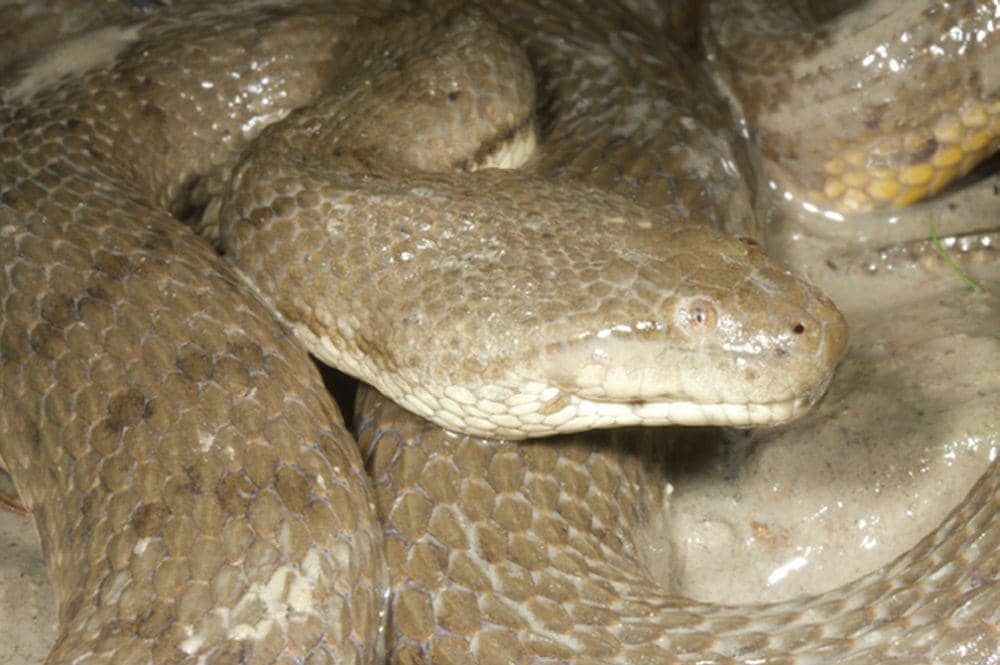 Homalopsidae (commons.wikimedia.org/Mark O’Shea)