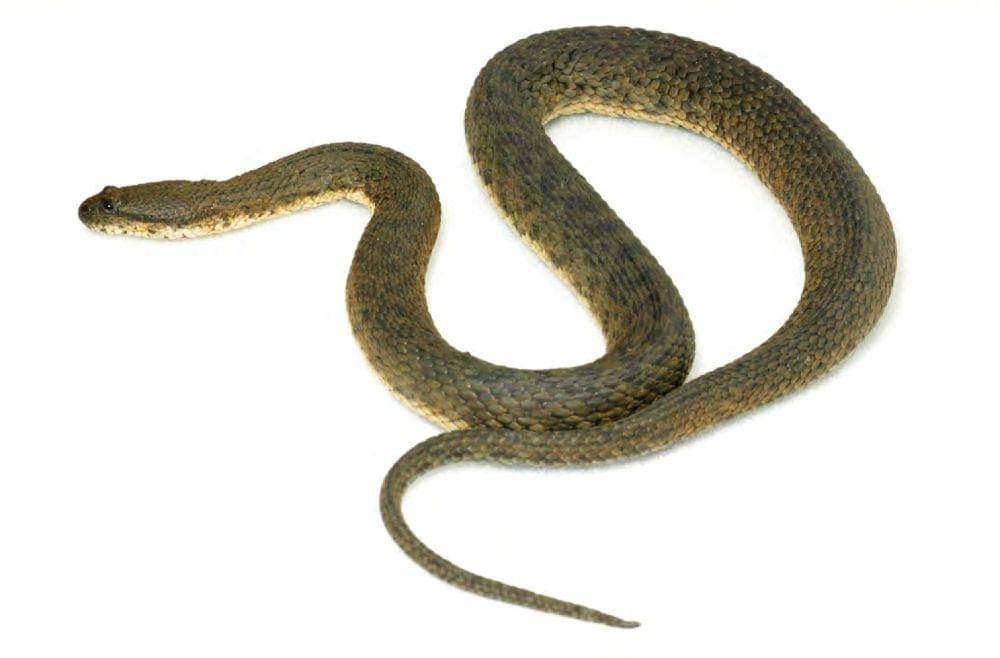 Oqituvchisining eshagini yalagan talabaning porno videosi