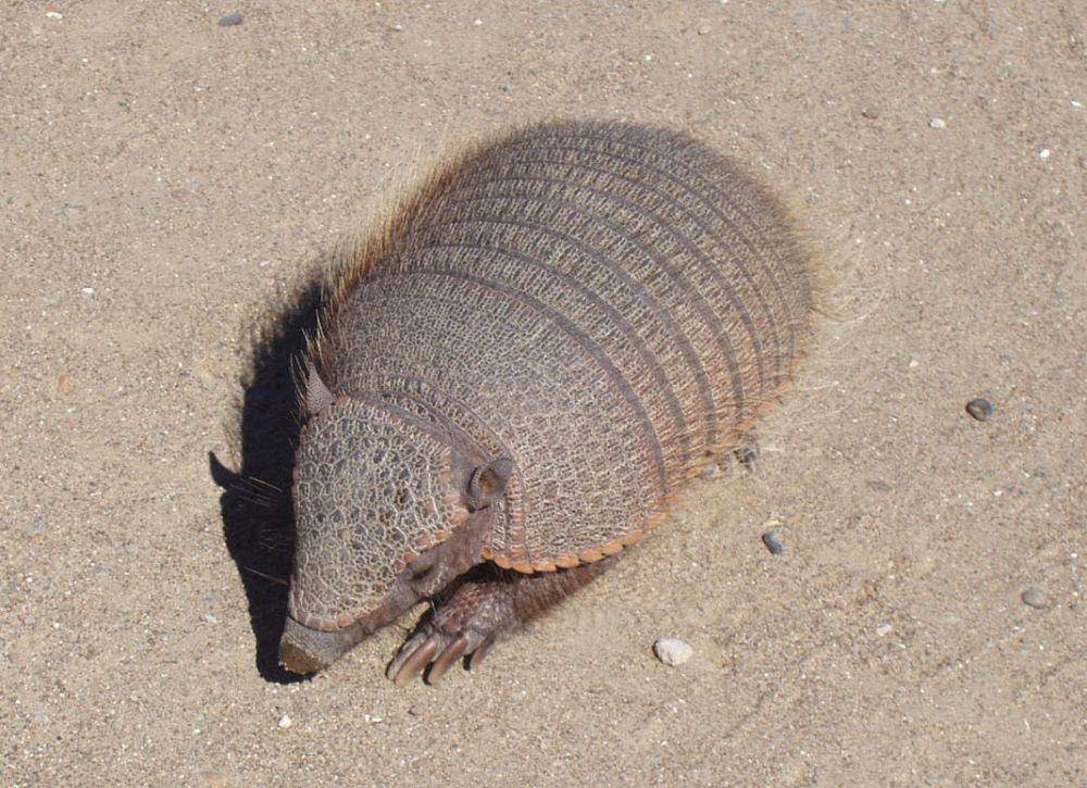 Pichi (commons.wikimedia.org/Marianocecowski)