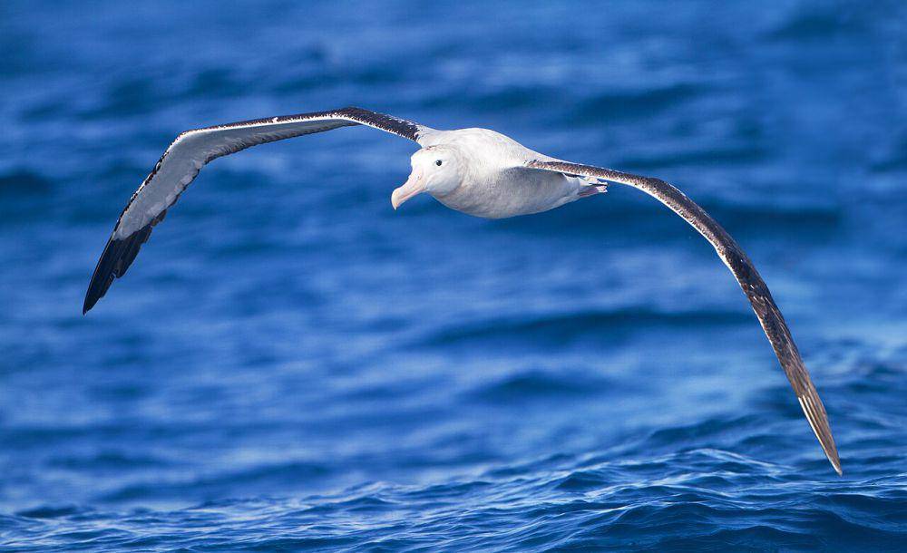 Albatros (commons.wikimedia.org/JJ Harrison)