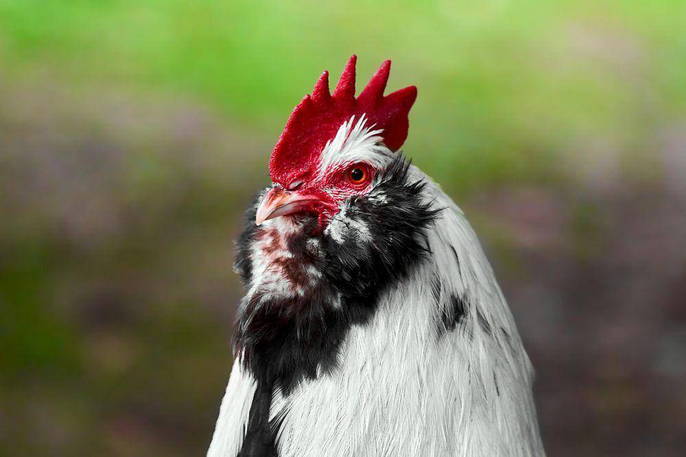 Ayam (commons.wikimedia.org/© Anil Öztas)