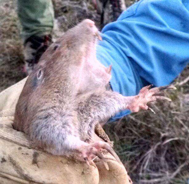 Pocket gopher jadi satu-satunya mamalia selain manusia yang diketahui bisa bertani. (commons.wikimedia.org/Enwebb)