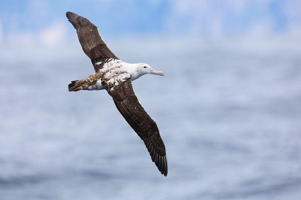 6 Burung Berawalan Huruf A, Mencakup Angsa hingga Albatros