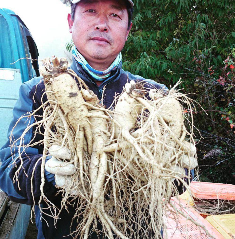 Seorang petani yang memanen ginseng yang telah berusia 6 tahun (instagram.com/arcana.putu)