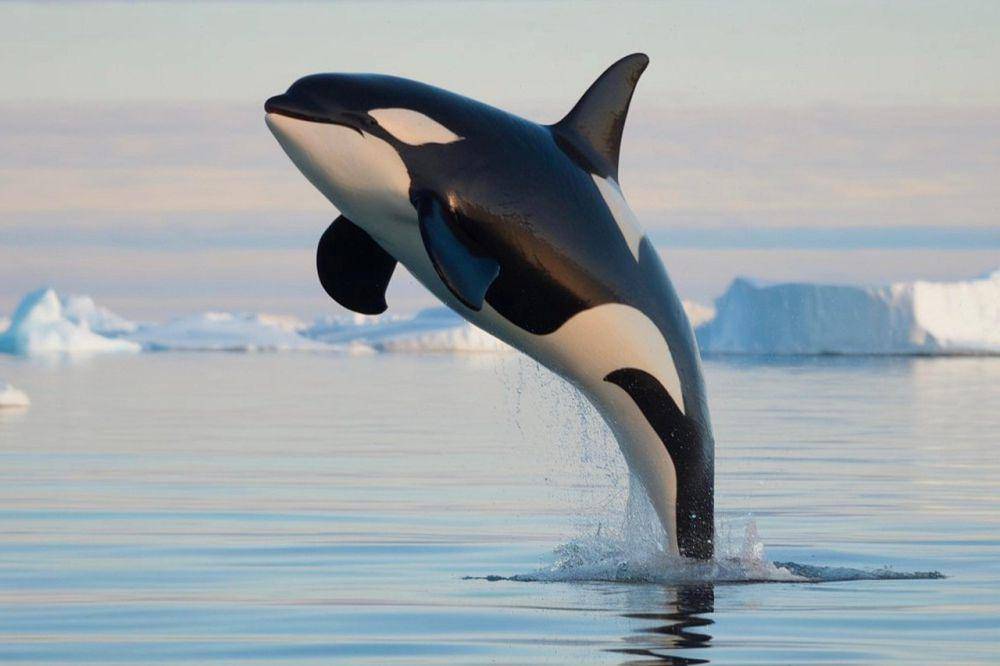 ilustrasi ciri khas tubuh paus orca (pixabay.com/Hobbyfotograf08)