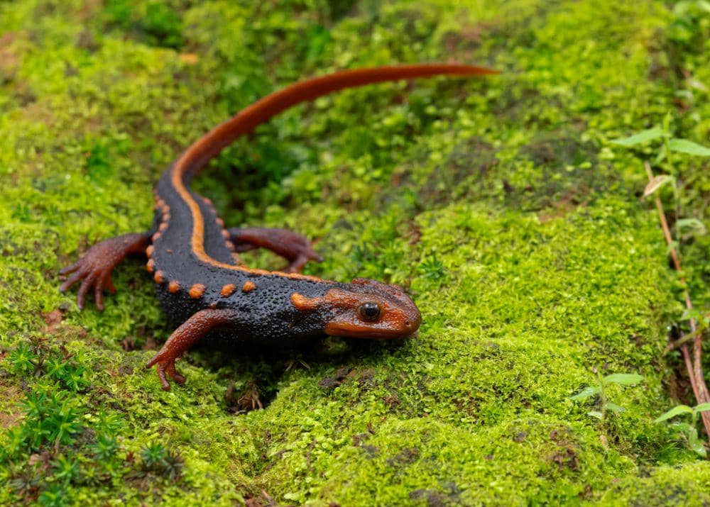 Salamander hewan berawalan huruf S