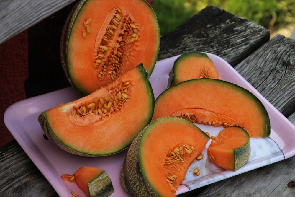 ilustrasi buah melon (pixabay.com/pasja1000)