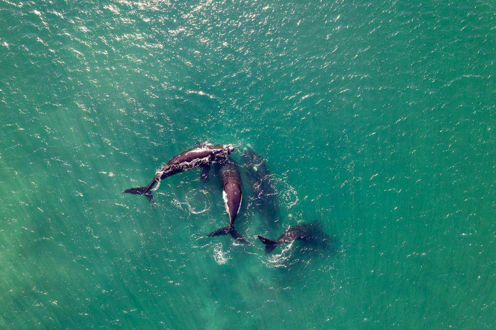 ilustrasi pod atau selompok paus orca (pexels.com/Ivan Stecko)