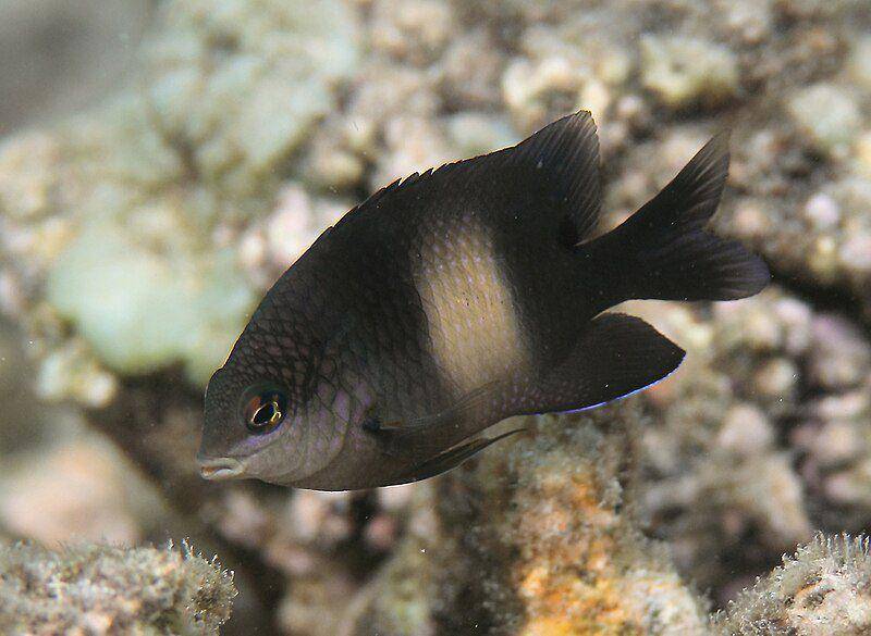 potret salah satu spesies ikan damsel, yakni Stegastes nigricans (commons.wikimedia.org/Philippe Bourjon)