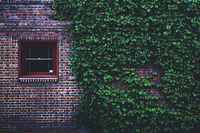 ilustrasi tanaman merambat (unsplash.com/Tim Mossholder)