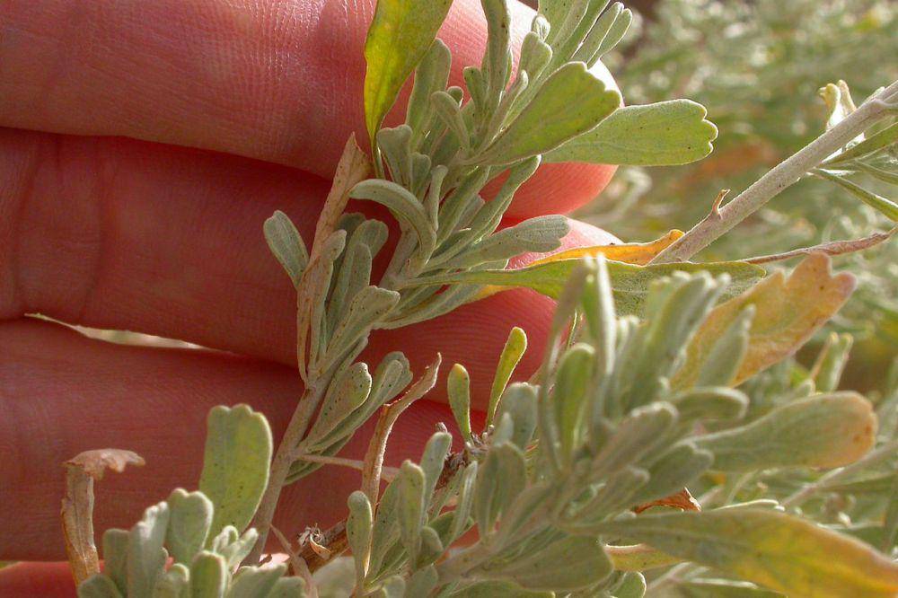 sagebrush (commons.wikimedia.org/Matt Lavin)