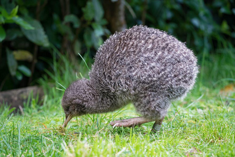 5 Hal yang Tidak Banyak Orang Tahu tentang Burung Kiwi