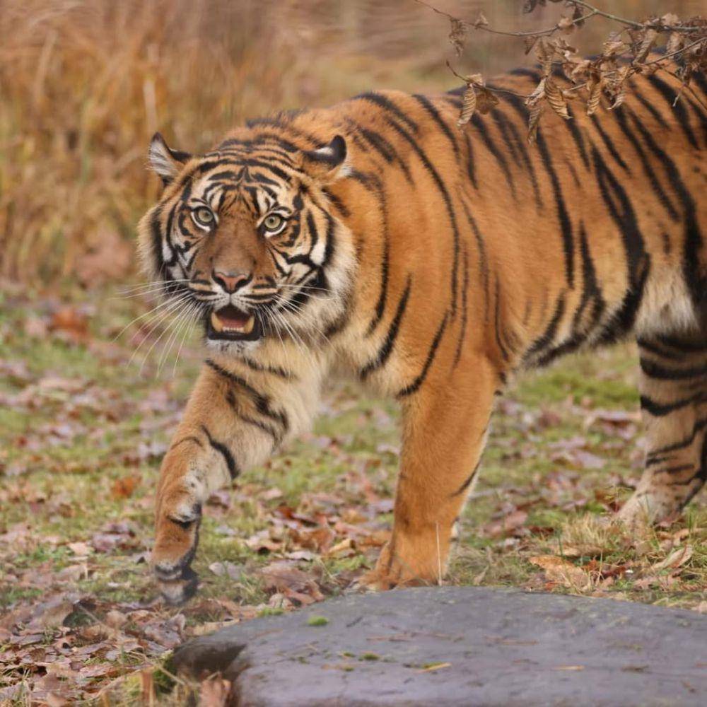Surya si harimau Sumatera (instagram.com/tierpark.cottbus)