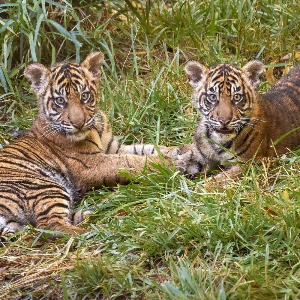 Puteri dan Hutan si harimau Sumatera (instagram.com/sdzsafaripark)