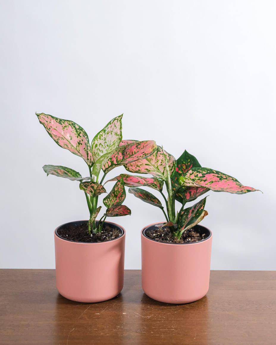 Aglaonema atau Sri Rezeki. unsplash/feey
