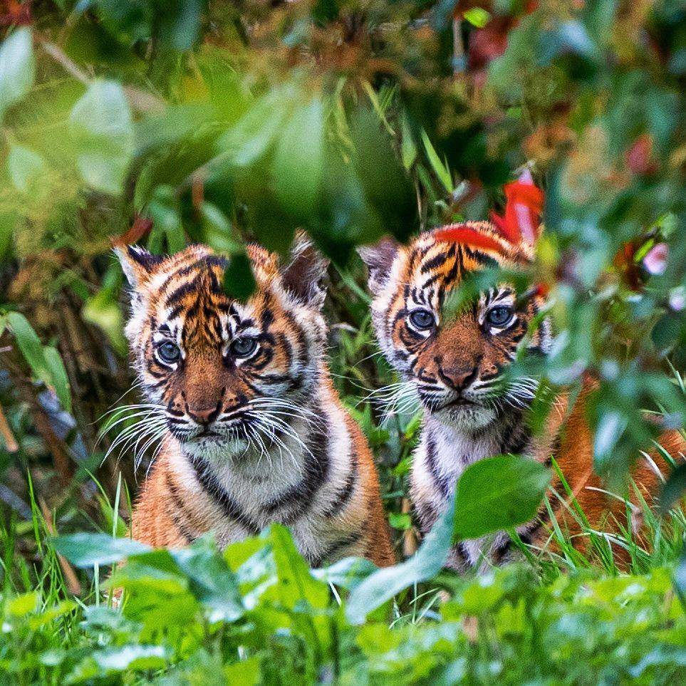 Alif dan Raya si harimau Sumatera (instagram.com/chesterzoo)
