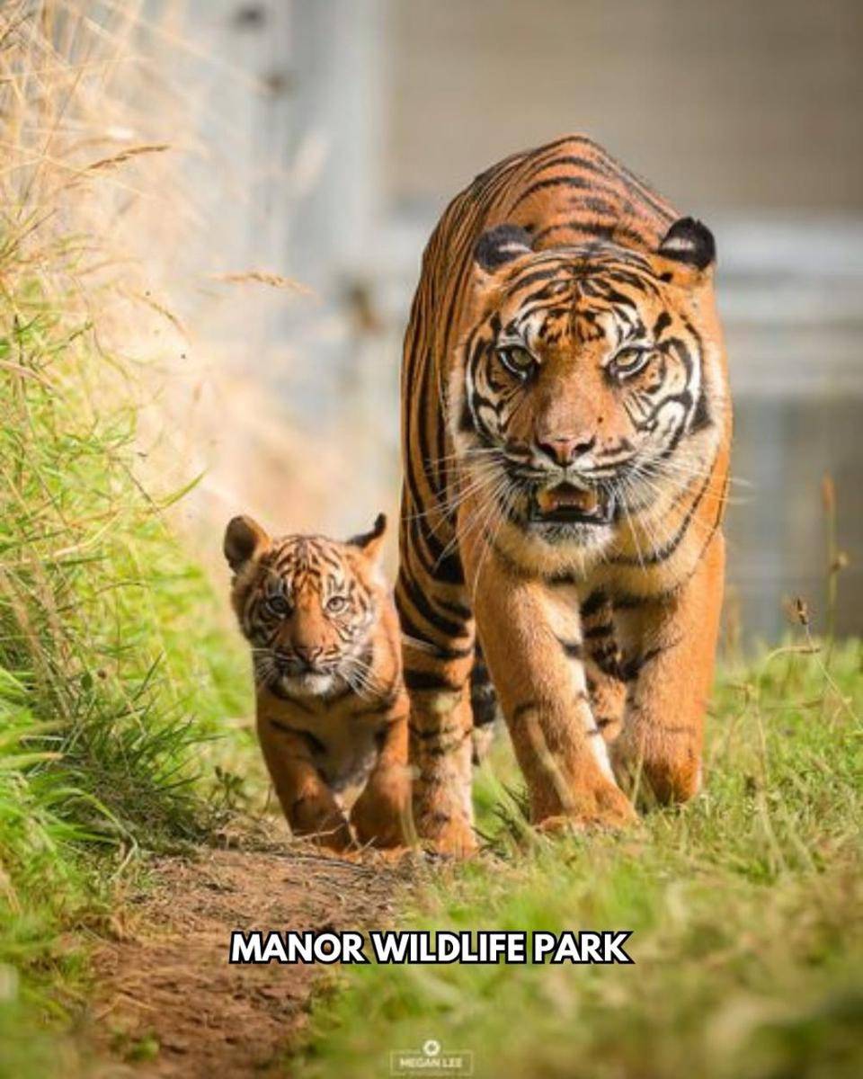Zaza si harimau Sumatera (instagram.com/manorwildlifepark)
