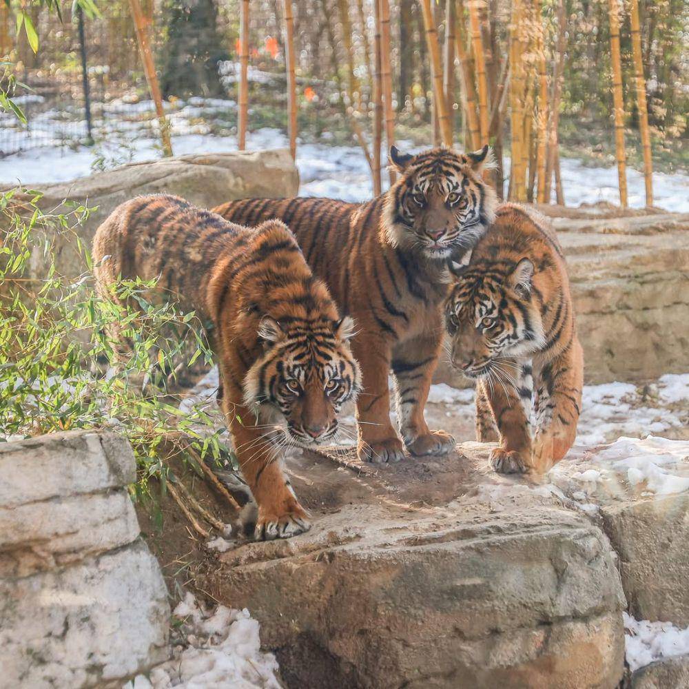 Bulan, Kirana, dan Zara si harimau Sumatera (instagram.com/nashvillezoo)