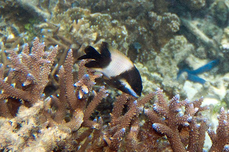 Saat baru menetas, seluruh anak dusky farmerfish ternyata terlahir sebagai jantan. (commons.wikimedia.org/Paul Asman and Jill Lenoble)