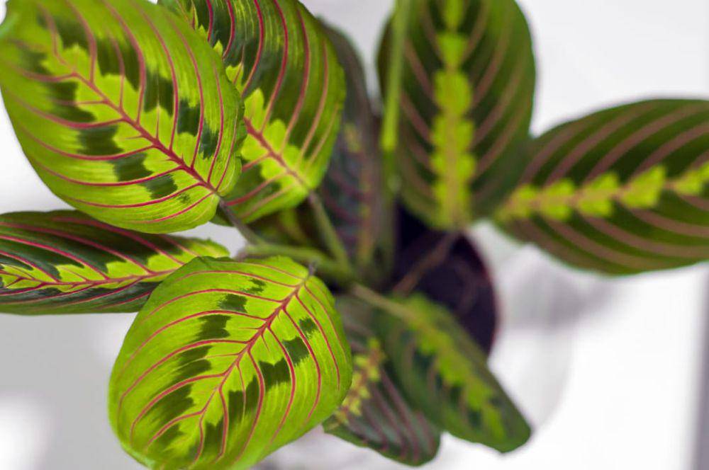Tanaman marantha prayer plant. freepik/Dragana_Gordic