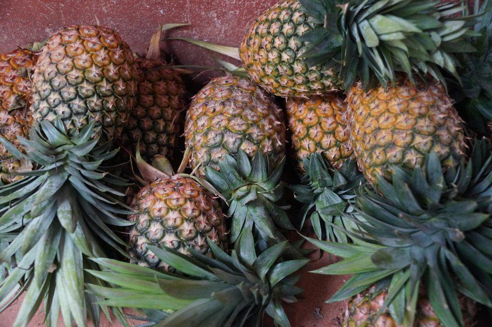Fakta Unik tentang Nanas: Manfaat, Sejarah, dan Keunikan Lainnya