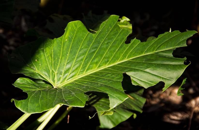 ilustrasi alocasia macrorrhiza (pixabay.com/sandid)