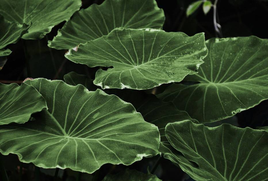 ilustrasi colocasia gigantea (pexels.com/Pixabay)