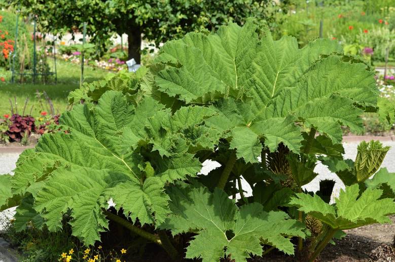 ilustrasi gunnera manicata (pixabay.com/Ralphs_Fotos)