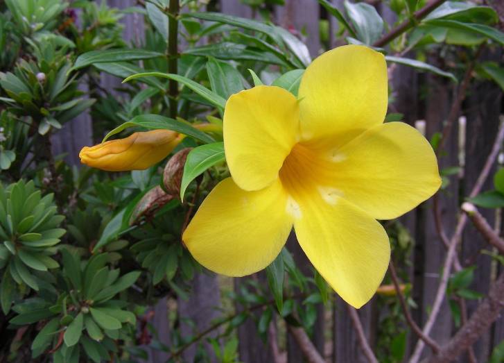 ilustrasi alamanda (pixabay.com/Zesty)