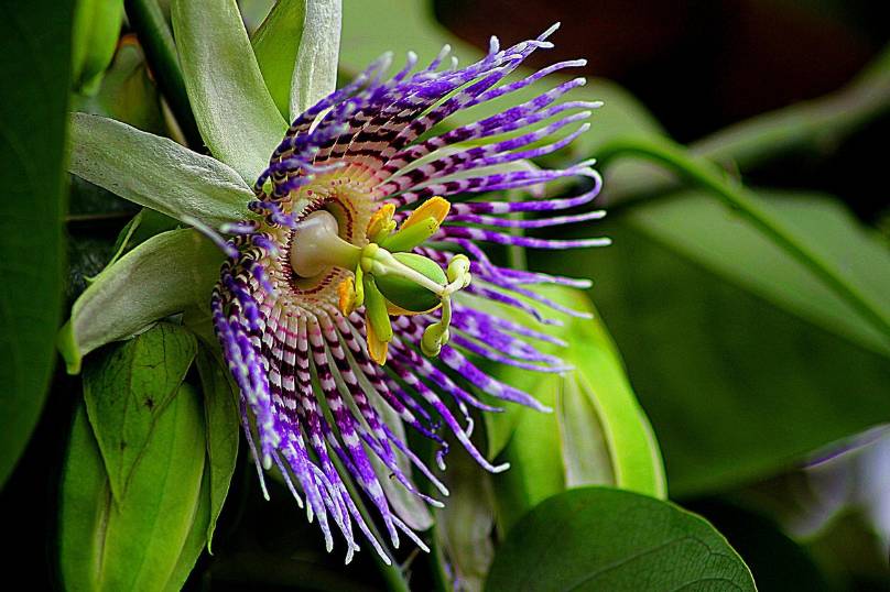 ilustrasi passiflora (pixabay.com/oom_endro)