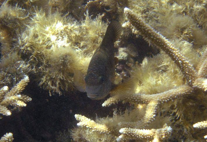 Jika kerusakan terumbu karang terus berlangsung dalam taraf yang masif, bukan tidak mungkin populasi dusky farmerfish akan terancam pada masa mendatang. (commons.wikimedia.org/Elapied)