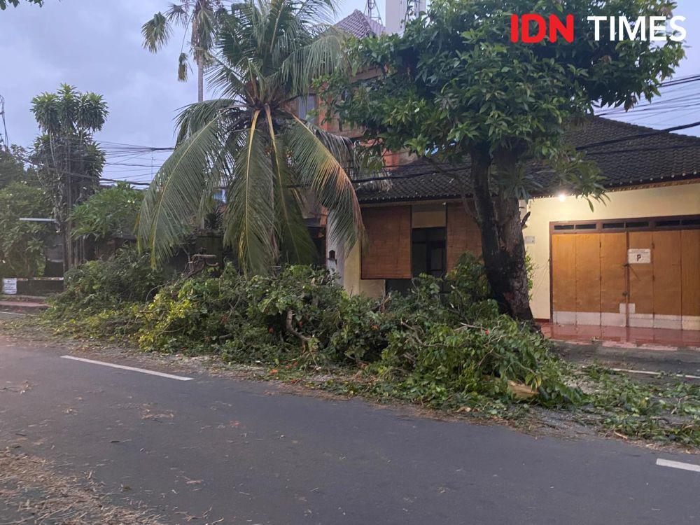 Selama Satu Hari Ada 5 Kejadian Pohon Tumbang di Denpasar